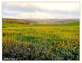 Picture Title - Yellow field