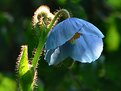 Picture Title - Blue poppy