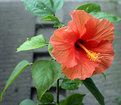 Picture Title - Hibiscus flower