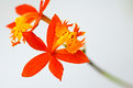 Picture Title - Orchid
