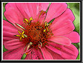 Picture Title - Zinnia Pen and Ink