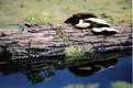 Picture Title - Life on a Log