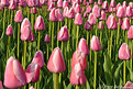 Picture Title - The tulip patch