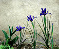 Picture Title - Irises