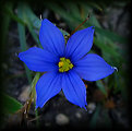 Picture Title - Blue-eyed grass