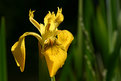Picture Title - Iris pseudacorus