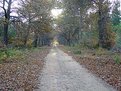 Picture Title - Leafy Forest Road