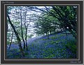 Picture Title - Bluebell Hill