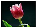 Picture Title - Framed Tulip
