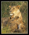 Picture Title - Lioness and Cubs