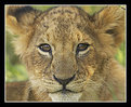 Picture Title - Lion Cub - Up Close