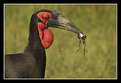 Picture Title - Ground Hornbill