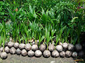 Picture Title - Lovely bunch-a-coconuts!