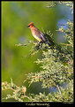 Picture Title - Cedar Waxwing