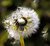 Birth of the Seed