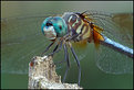Picture Title - BLUE DASHER (male)