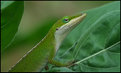 Picture Title - GREEN ANOLE