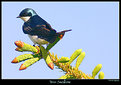 Picture Title - Tree Swallow