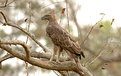 Picture Title - Crested Eagle