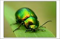 Golden-Green Leafbeetle