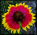 Picture Title - Indian Blanket
