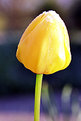 Picture Title - Tulip #1