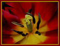 Picture Title - Red,black and yellow in the flower