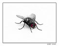 Picture Title - A fly...almost black and WHY?!?