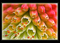 Picture Title - Floral Macro Abstract