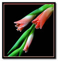 Picture Title - arching gladioli