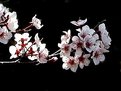 Picture Title - Cherry Blossoms