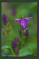 Picture Title - Campanula portenschlagiana