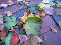 Picture Title - Autumn Leaves