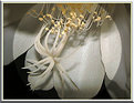 Picture Title - Dama da Noite (Cereus [21] )