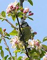 Picture Title - Nature's Blossoms