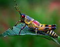 Picture Title - A Grasshopper