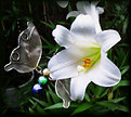 Picture Title - Easter Lily