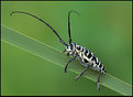 Picture Title - COTTONWOOD BORER BEETLE