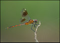 Picture Title - FOUR SPOTTED PENNANT