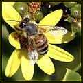 Picture Title - Busy Bee.