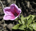 Picture Title - 'LOVING THE SUN'