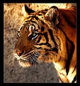 Picture Title - Tiger