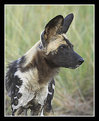 Picture Title - Wild Dog