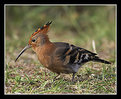 Picture Title - African Hoopoe