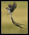 Picture Title - Male Pin-Tailed Whydah Hovering 