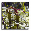 Picture Title - Jack in the Pulpit