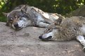 Picture Title - lazy wolves