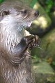 Picture Title - Otter