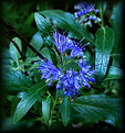 Picture Title - Blue Butterfly flower