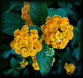 Picture Title - lantanas (Lantana camara)